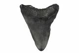 Juvenile Megalodon Tooth - South Carolina #248526-1